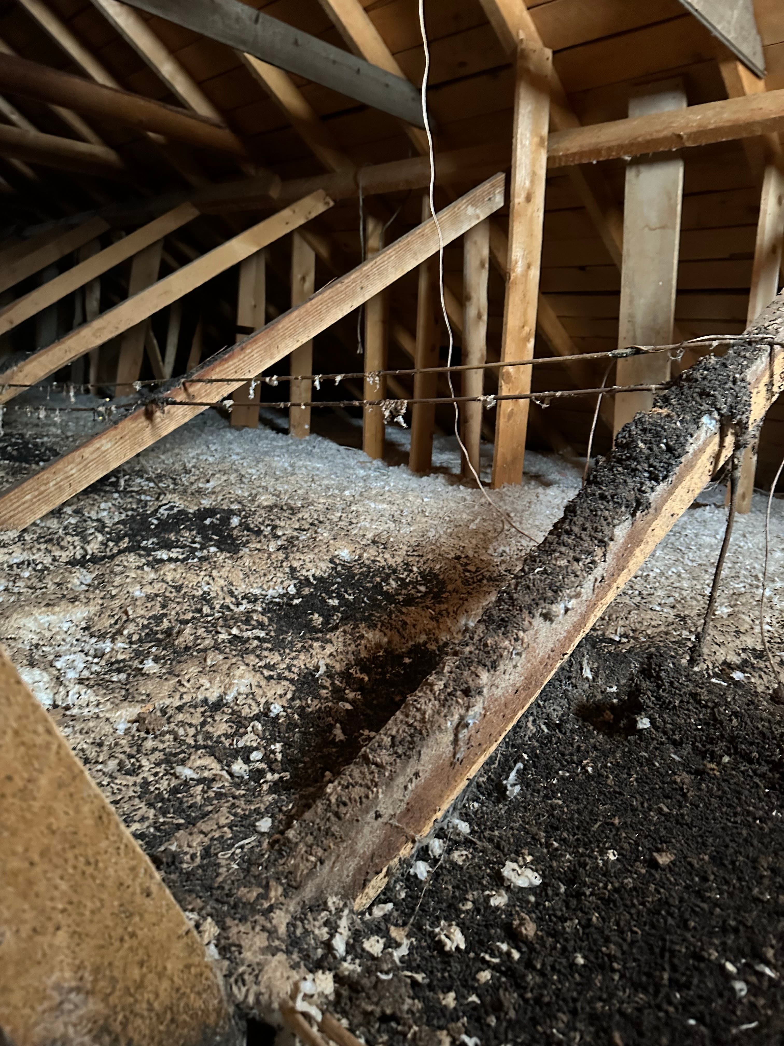 Heavy bat guano in attic insulation