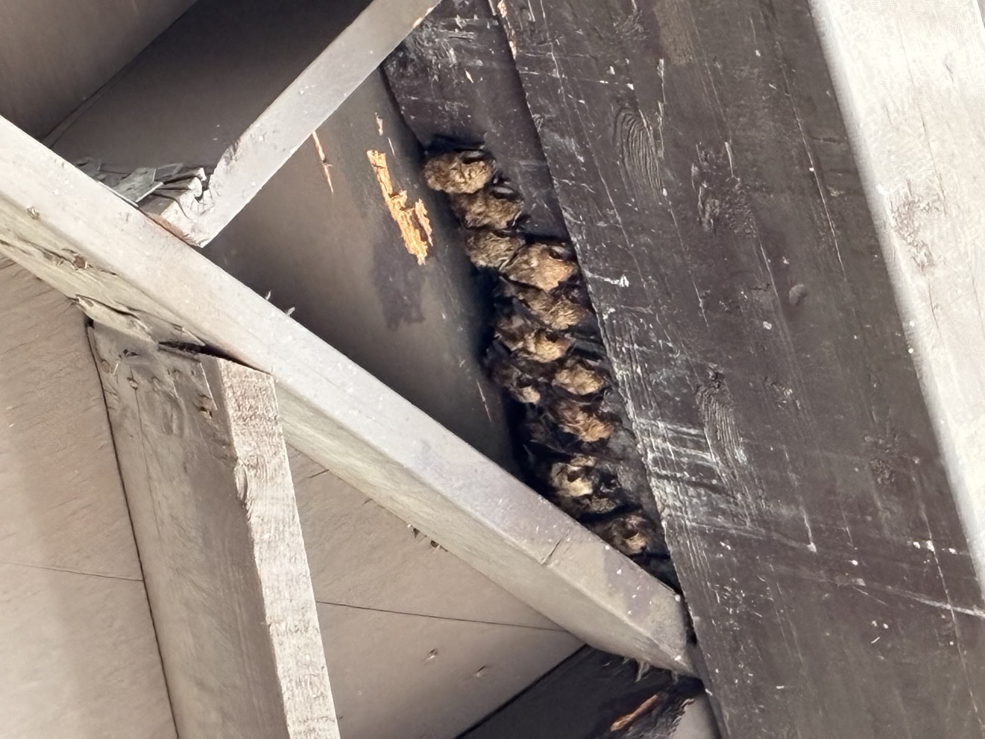 Bats roosting along a wood attic beam