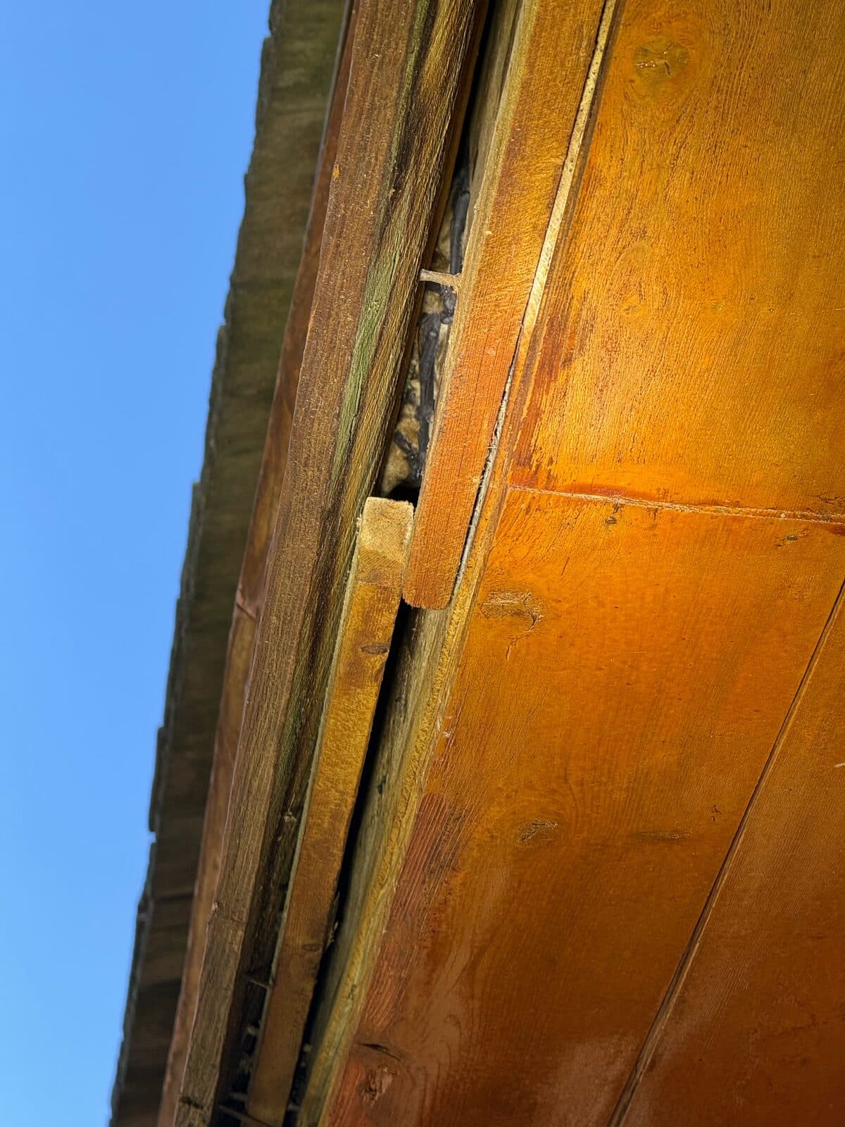 Fascia gap typical of bat entry before sealing