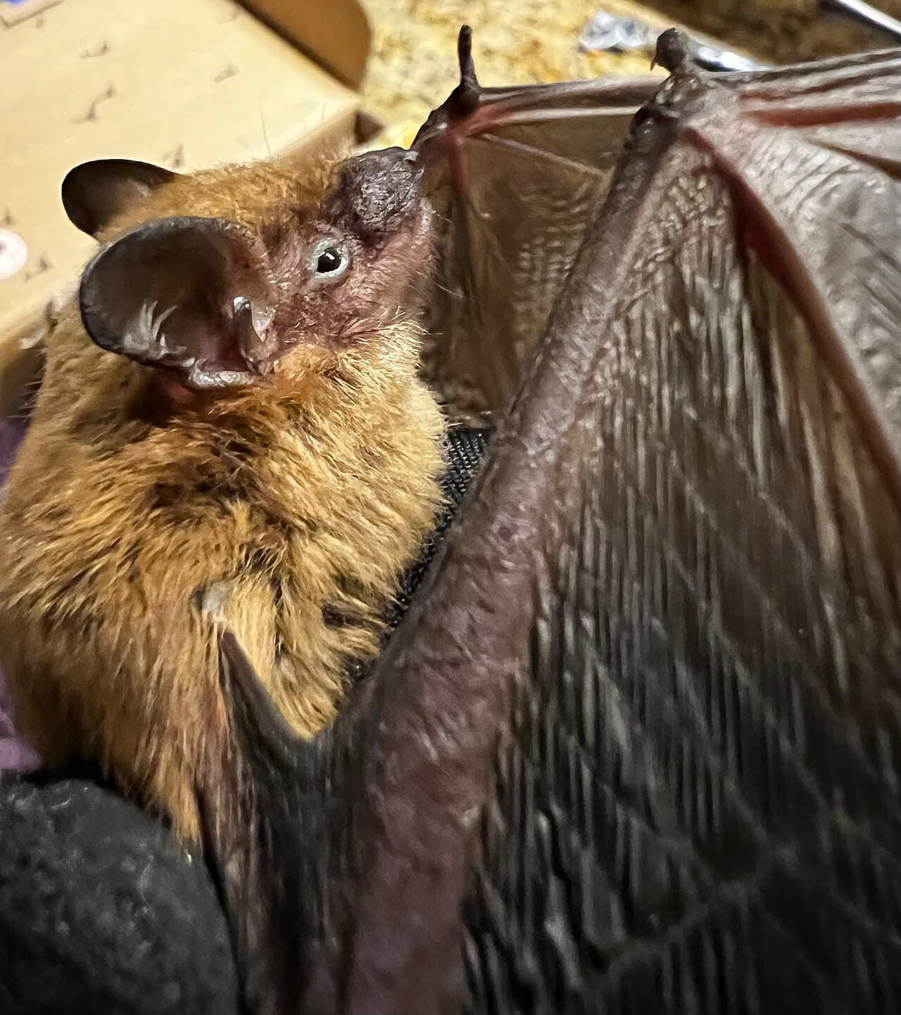 Big brown bat, a common North Carolina building-roosting species