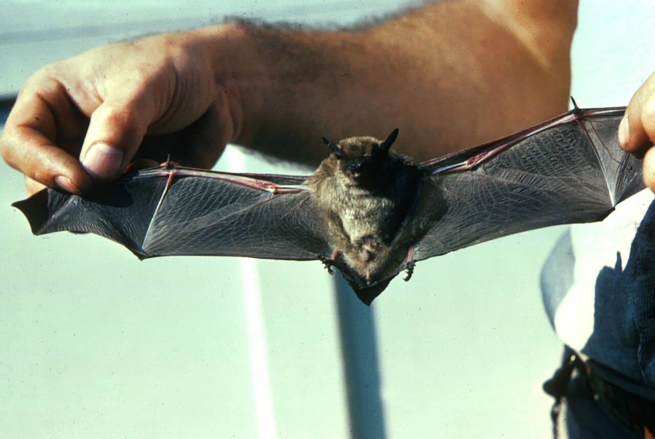 Little brown bat, a myotis species that may use North Carolina buildings